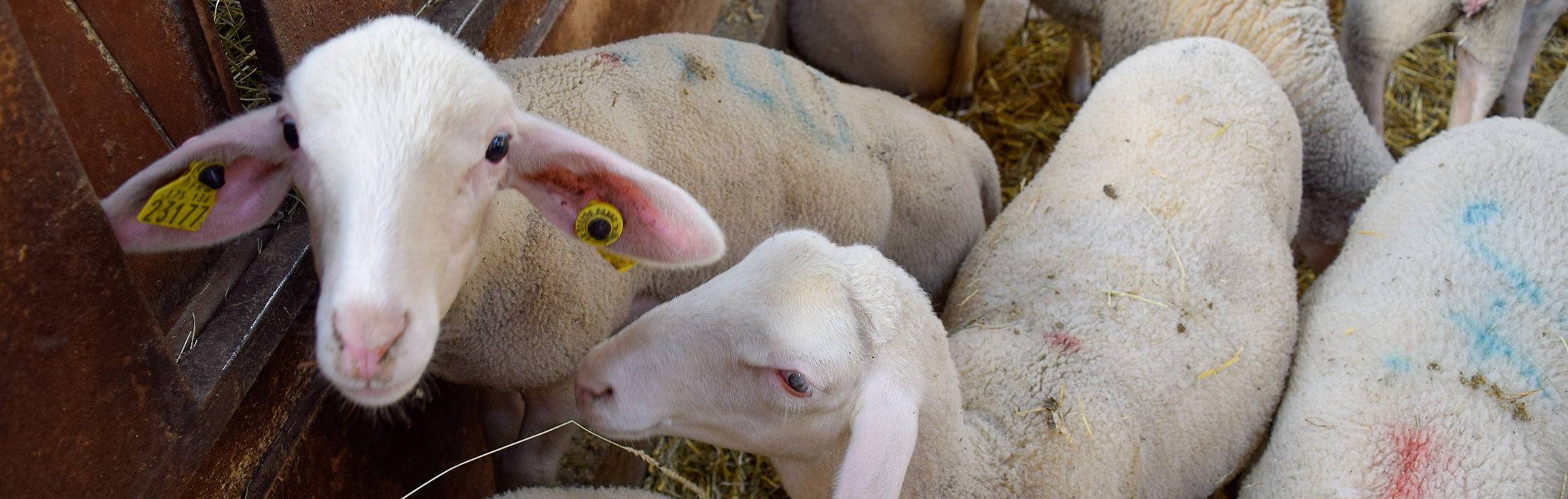 Bergerie de la Souleuvre  – Produits laitiers à Carville