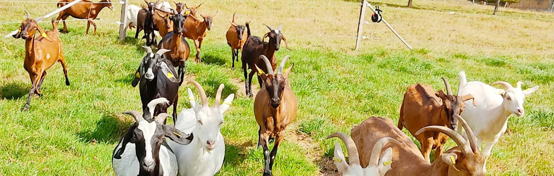 La Chèvreline à Vassy
