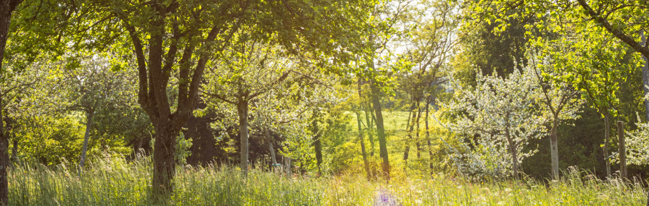 Le Pays de Vire en fleurs : guide de la flore printanière🌼