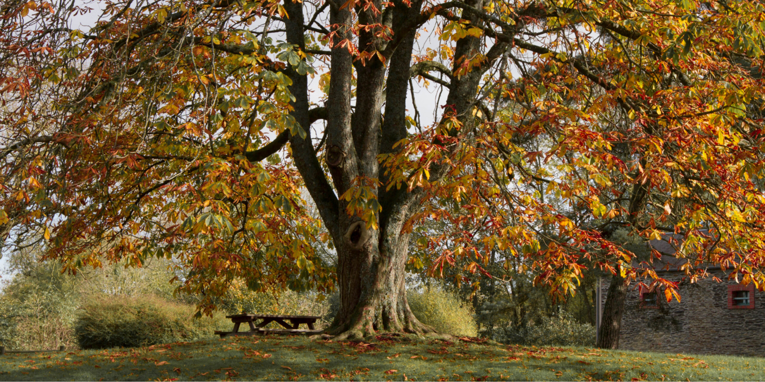 5 boucles trail pour voir l’automne autrement