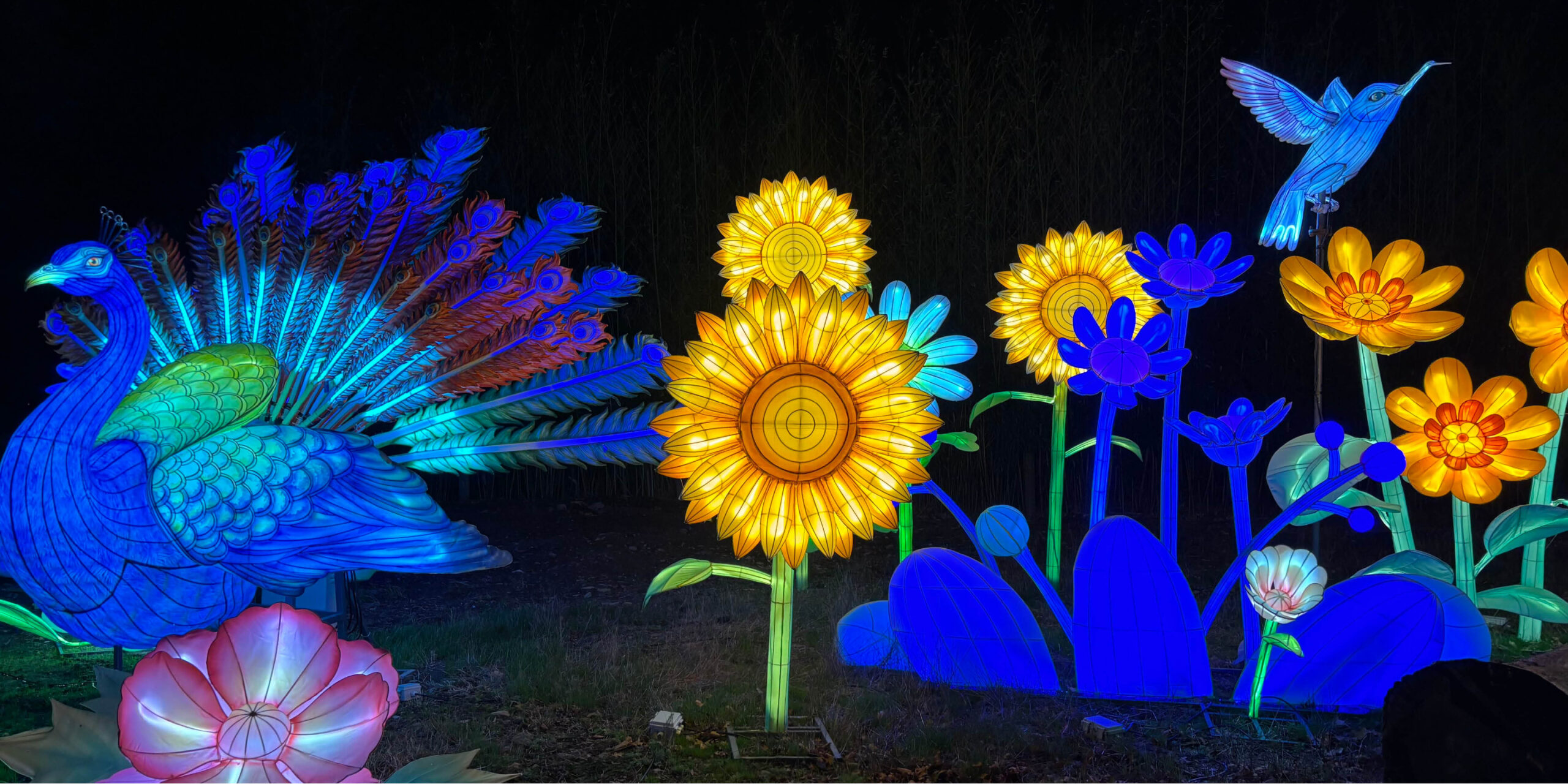 Retrouvez Jungle de Lumières au Zoo de Jurques🦒